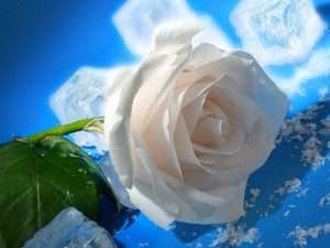 best roses 26 photos 20 300x225 گلبرگ سرخ زنده باد زندگی شماره سی و هفتم