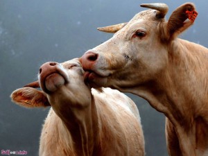 animal couples cows  880 300x225 گلبرگ سرخ آلبوم تصاویر عاشقانه شماره دوم