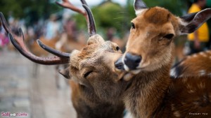 animal couples deer  880 300x169 گلبرگ سرخ آلبوم تصاویر عاشقانه شماره دوم