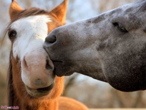 animal couples horses  880 300x225 گلبرگ سرخ آلبوم تصاویر عاشقانه شماره دوم