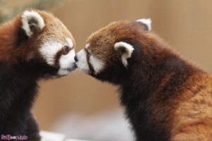 animal couples in love red pandas  880 300x200 گلبرگ سرخ آلبوم تصاویر عاشقانه شماره دوم