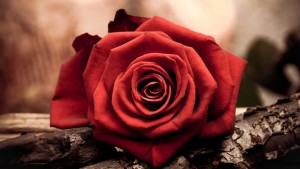 www.gsga 10 300x169 فروش تصاویر بسیار زیبای گل رُز شماره یکم